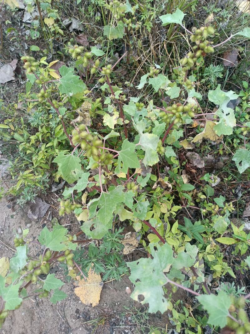 野生苍耳。大别山深山野生。量大优惠。干，鲜均可。包邮。