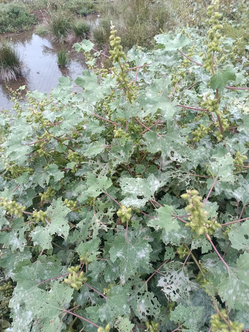 野生苍耳。大别山深山野生。量大优惠。干，鲜均可。包邮。