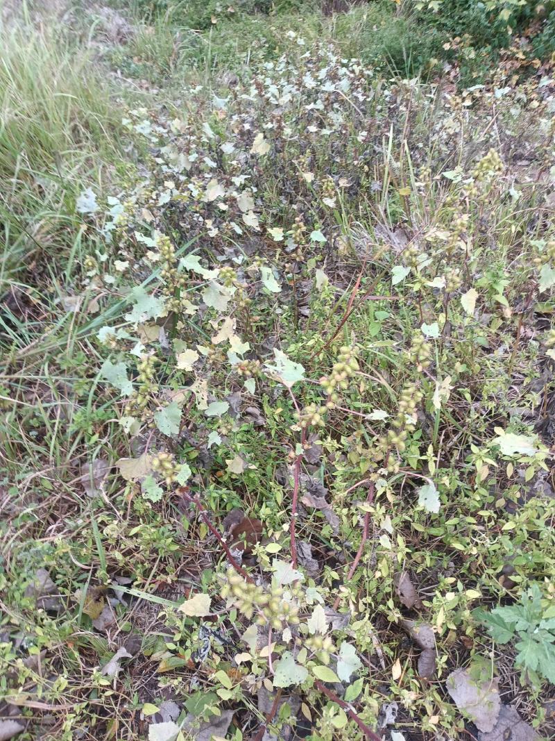 野生苍耳。大别山深山野生。量大优惠。干，鲜均可。包邮。