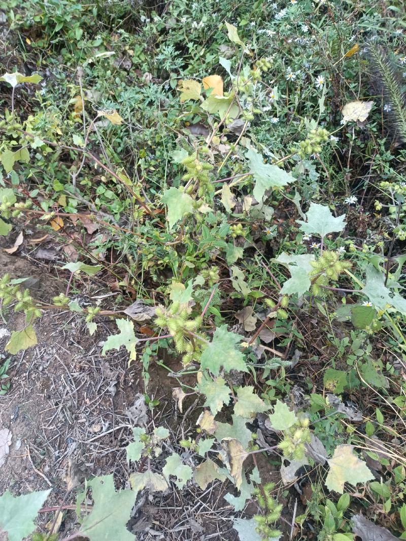 野生苍耳。大别山深山野生。量大优惠。干，鲜均可。包邮。