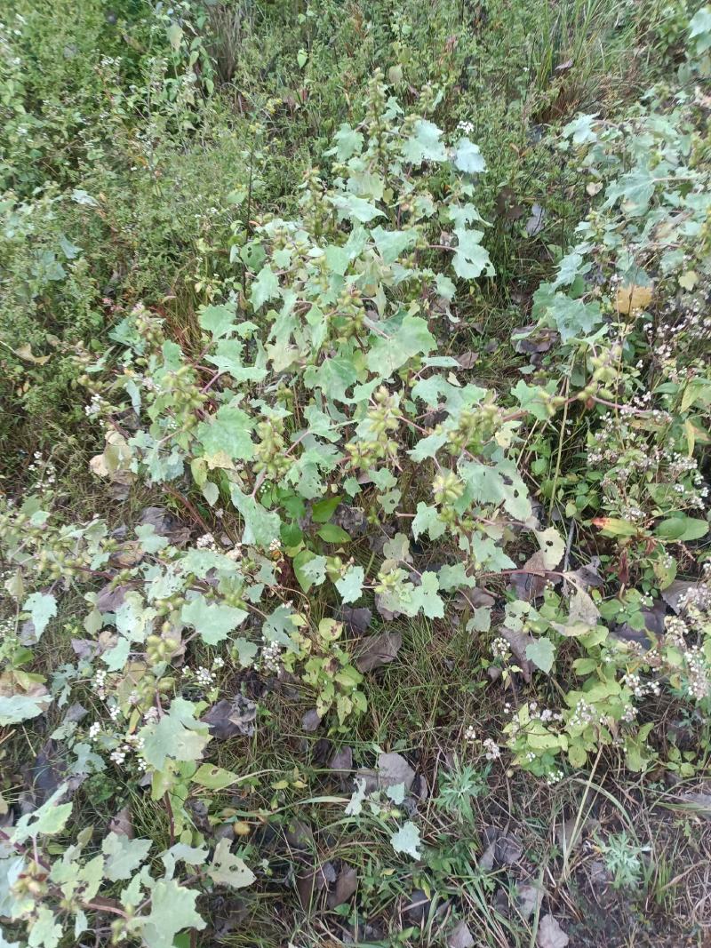 野生苍耳。大别山深山野生。量大优惠。干，鲜均可。包邮。
