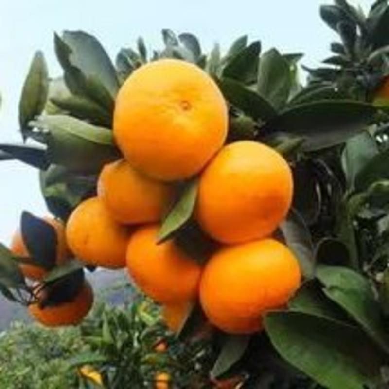 西北柑橘油桃基地，柑橘火热招商中！需要采购速度联系！