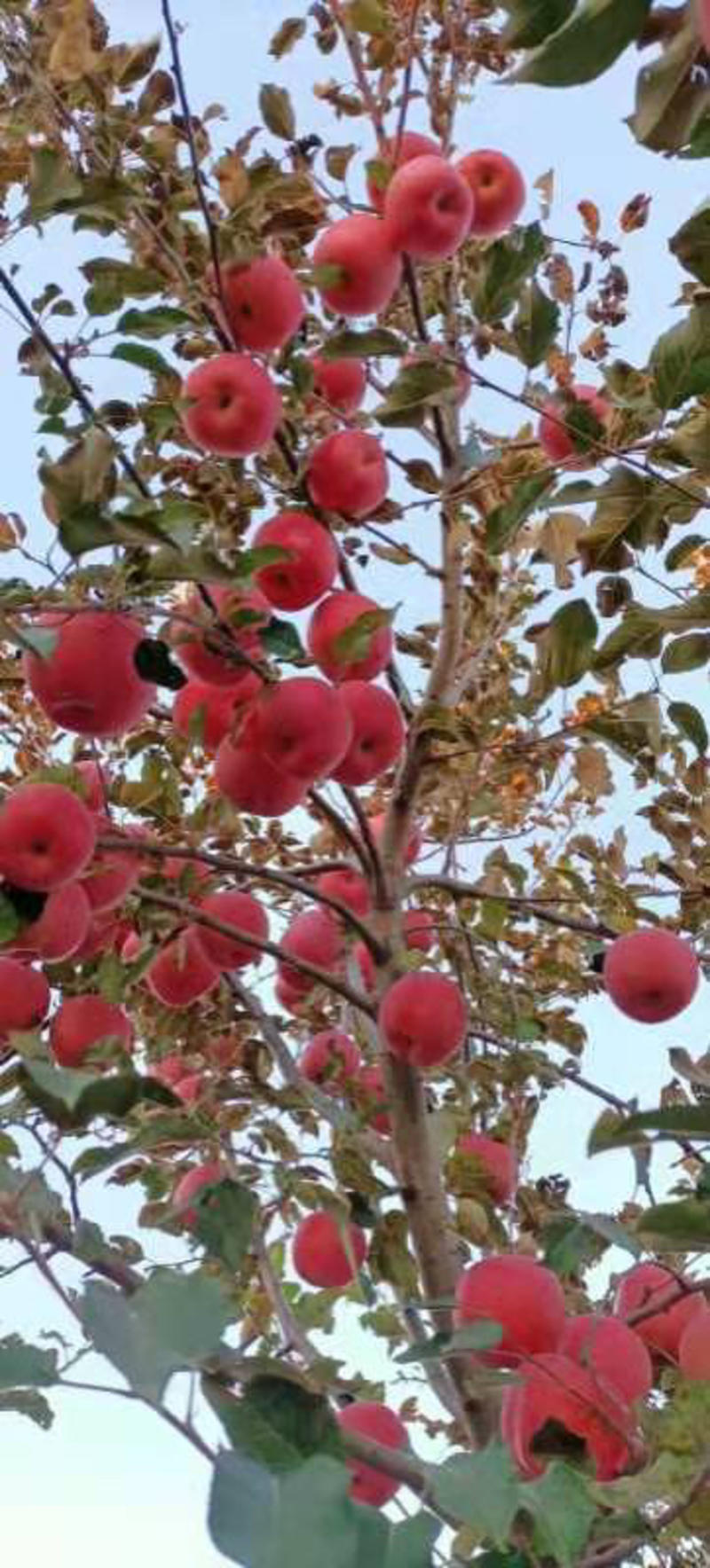 苹果葫芦岛绥中县红富士苹果现货，品质优良。