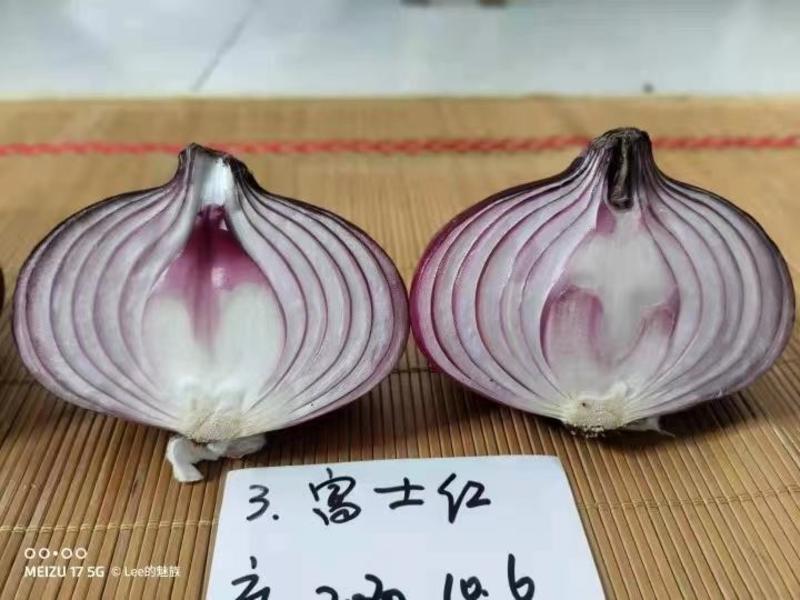 豫艺富士红洋葱种子圆球形紫红色球350克口感好产量高