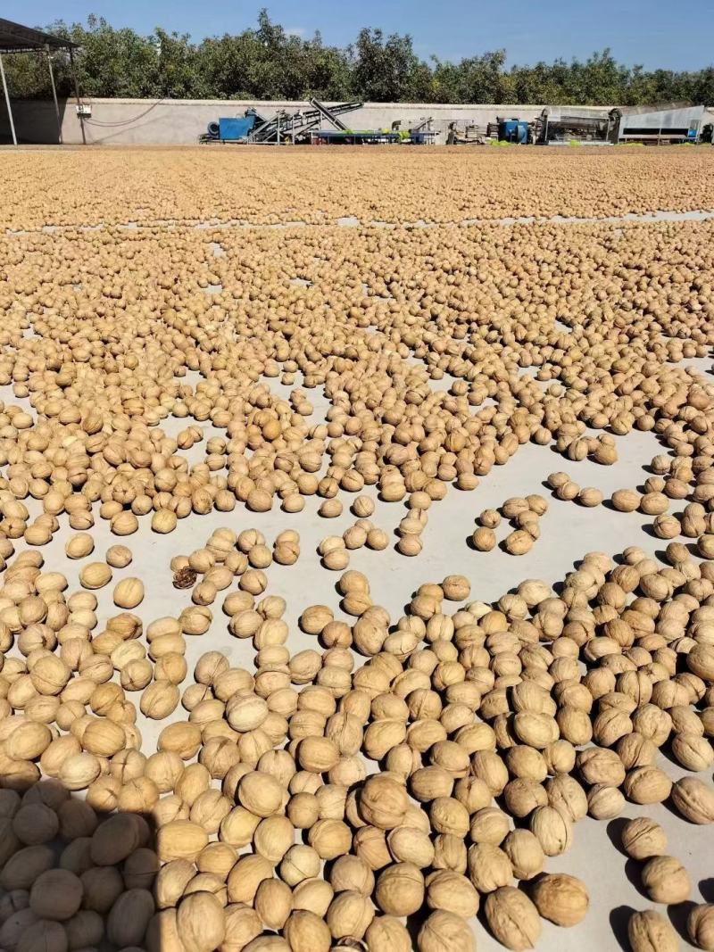 阿克苏纸皮185核桃一手货源质量保证价格实惠