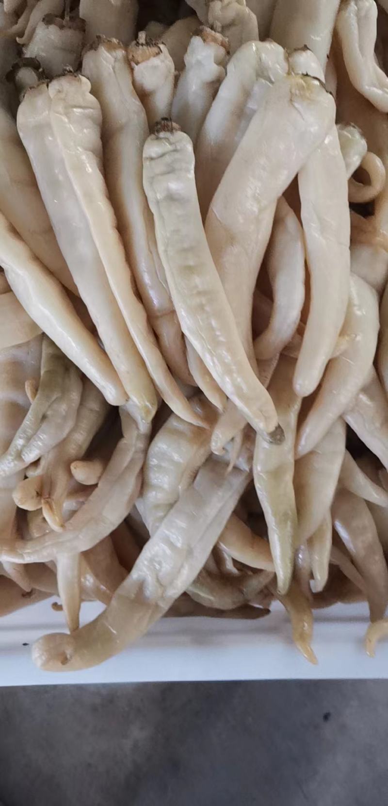 白辣椒