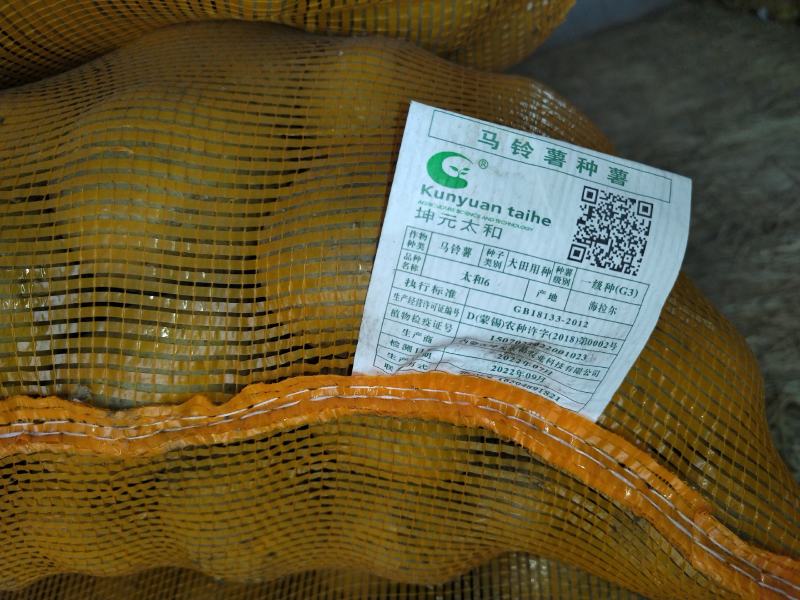 精品沃土五号种子v7基地直供手货源品质保证诚信经营