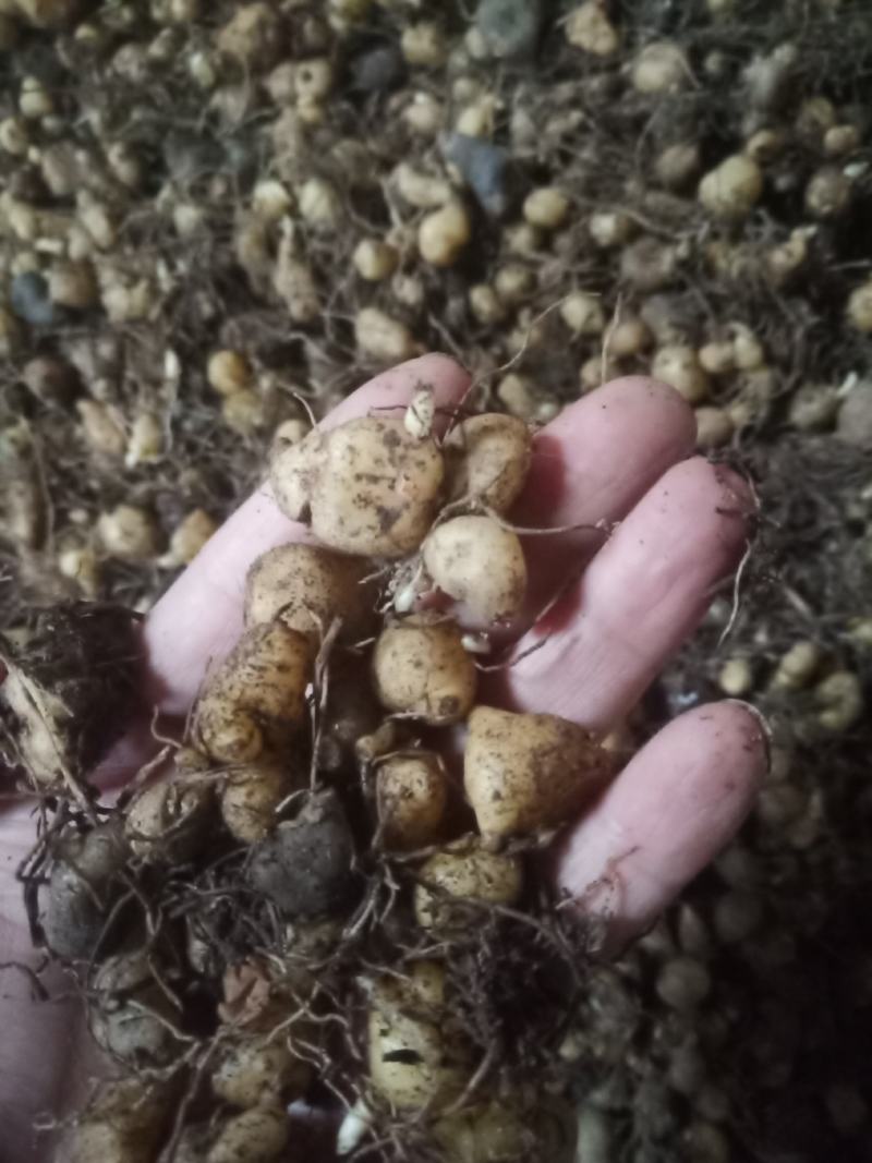 黄精种苗