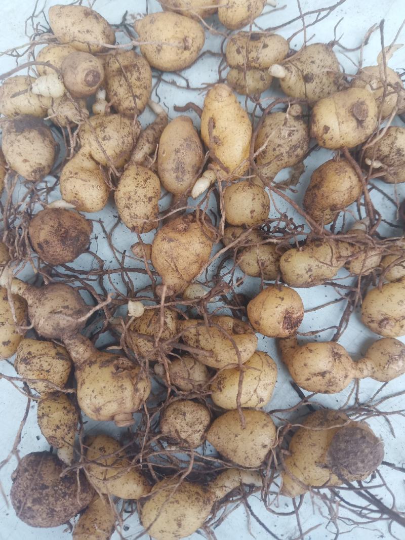 黄精种苗