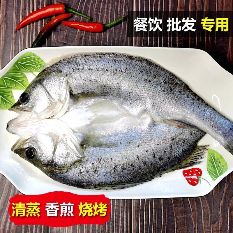 开背鲈鱼，清蒸，红烧，支持批发，速冻发货