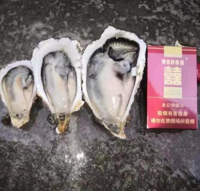 牡蛎生蚝现捕现发鲜活美味产地直供品质保证货源稳定