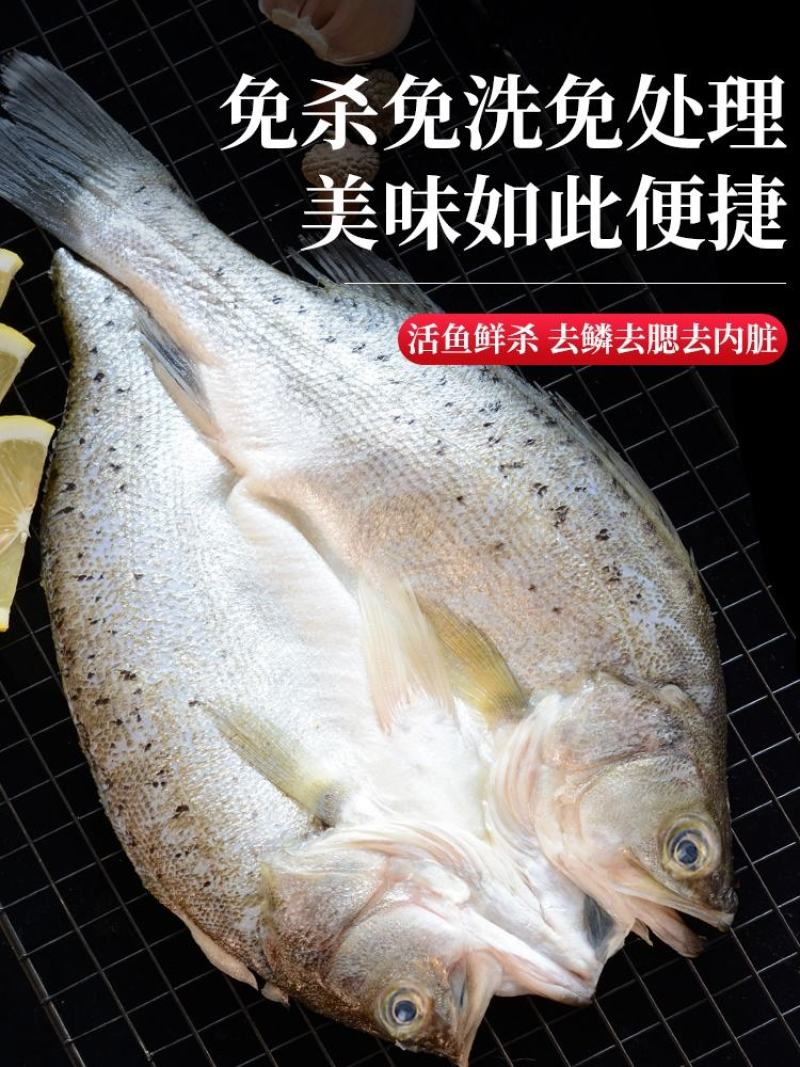 开背鲈鱼，清蒸，红烧，支持批发，速冻发货