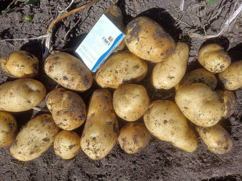 《原产地》黑龙江荷兰十五土豆种子荷兰806种子荷兰七种子