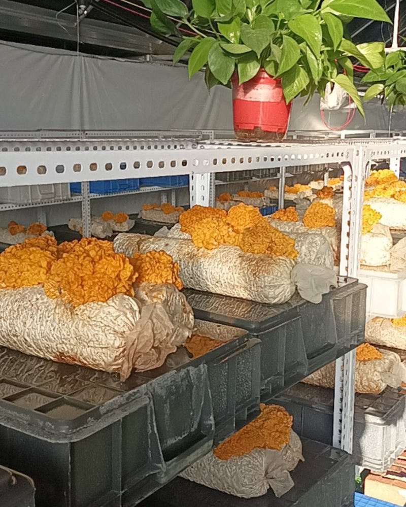 灵芝，金耳菌