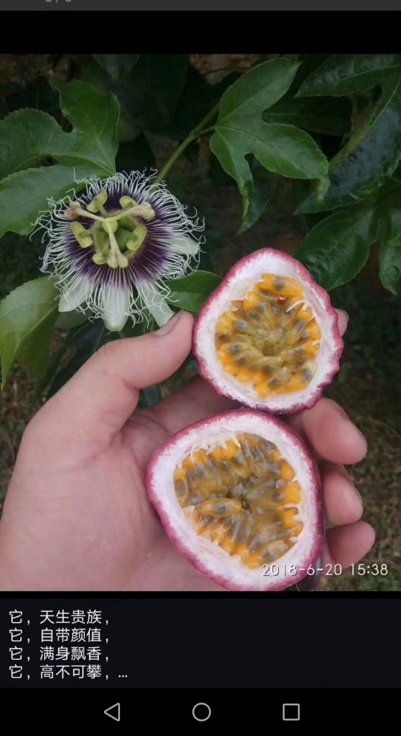 百香果嫁接苗，基地直发，质量保证，欢迎进店联系