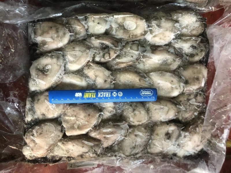 墨鱼船冻墨鱼西非船冻墨鱼不泡水墨鱼不缩水墨鱼