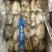 墨鱼船冻墨鱼西非船冻墨鱼不泡水墨鱼不缩水墨鱼