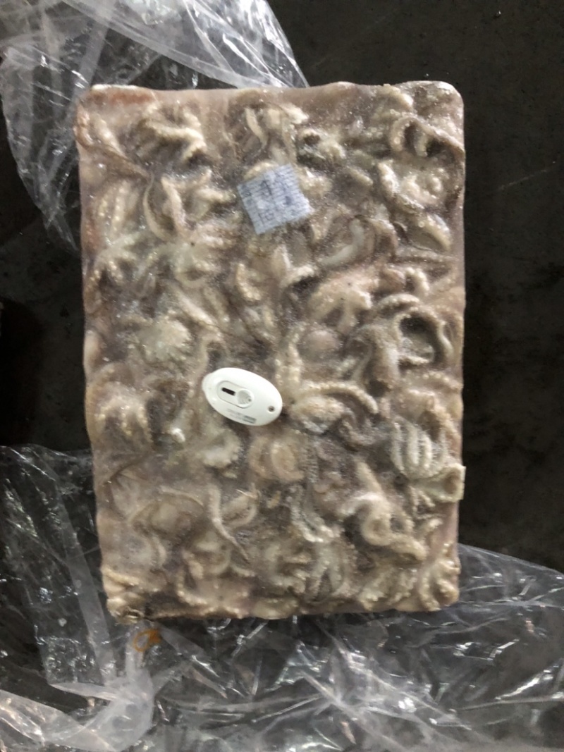 章鱼八爪鱼小章鱼小八爪一口章章鱼原条章鱼花