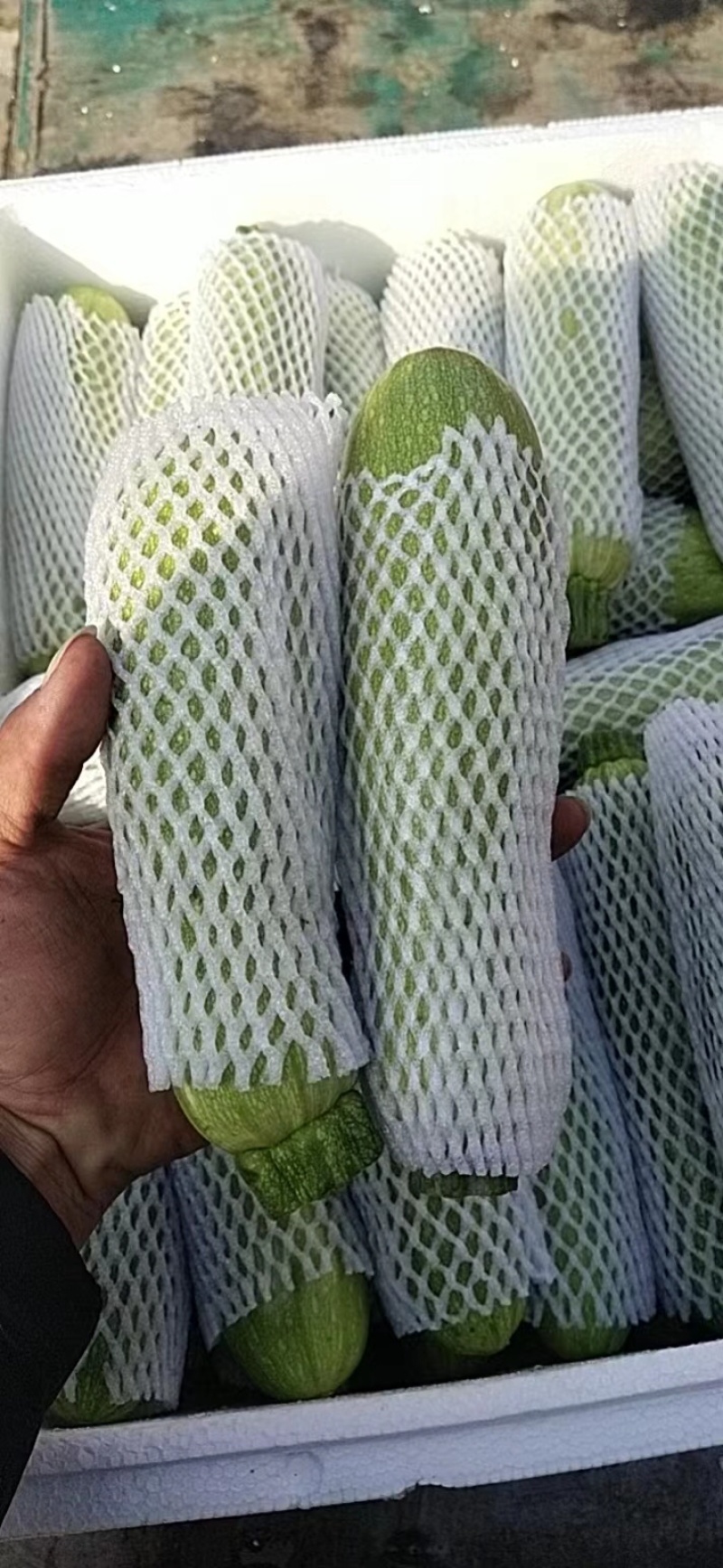 【推荐】优质精品西葫芦产地直供电商品质专业代办量大优惠