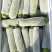 【推荐】优质精品西葫芦产地直供电商品质专业代办量大优惠