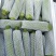 【推荐】优质精品西葫芦产地直供电商品质专业代办量大优惠