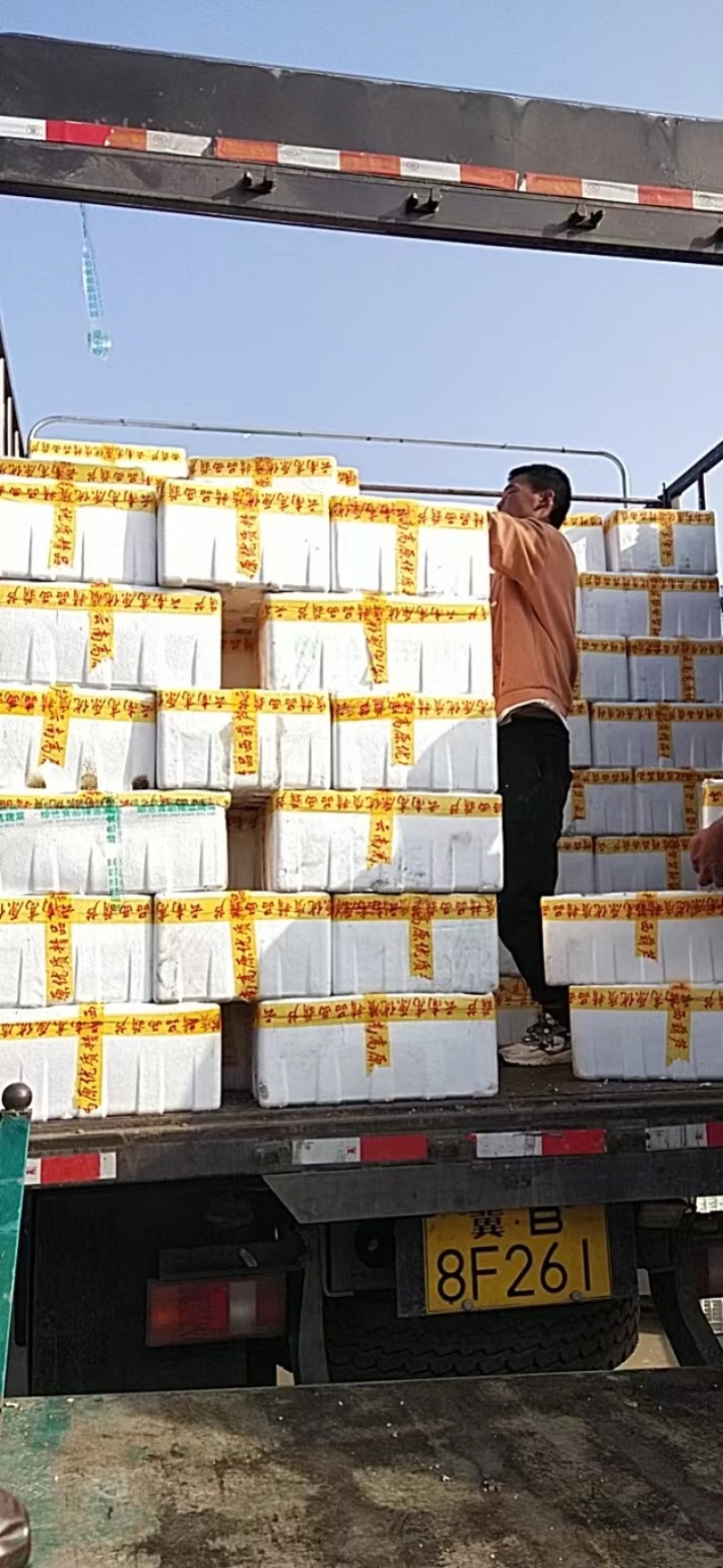 【推荐】优质精品西葫芦产地直供电商品质专业代办量大优惠