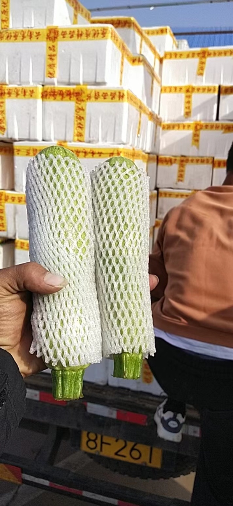 【推荐】优质精品西葫芦产地直供电商品质专业代办量大优惠