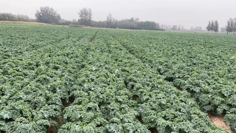 【精品】江苏徐州丰县羽衣甘蓝大量供应，产地直发，一手货源