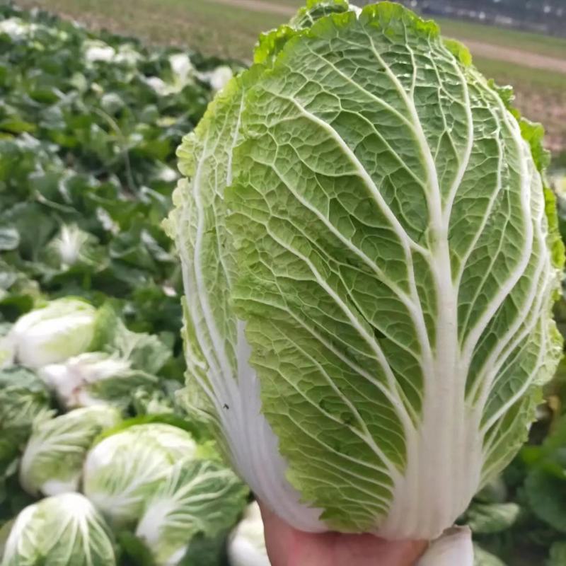 凌海黄心大白菜，基地直供，一手货源，分拣运输一条龙服务