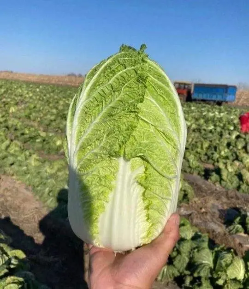凌海黄心大白菜，基地直供，一手货源，分拣运输一条龙服务