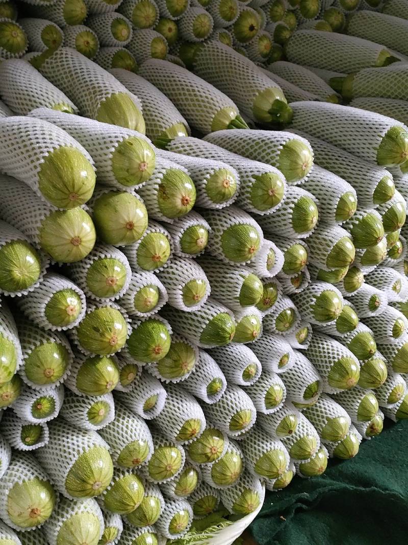 大量供应西葫芦我在弥勒市为各大市场老板实时行情快报