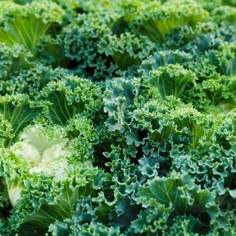 【精品】江苏徐州丰县羽衣甘蓝大量供应，产地直发，一手货源