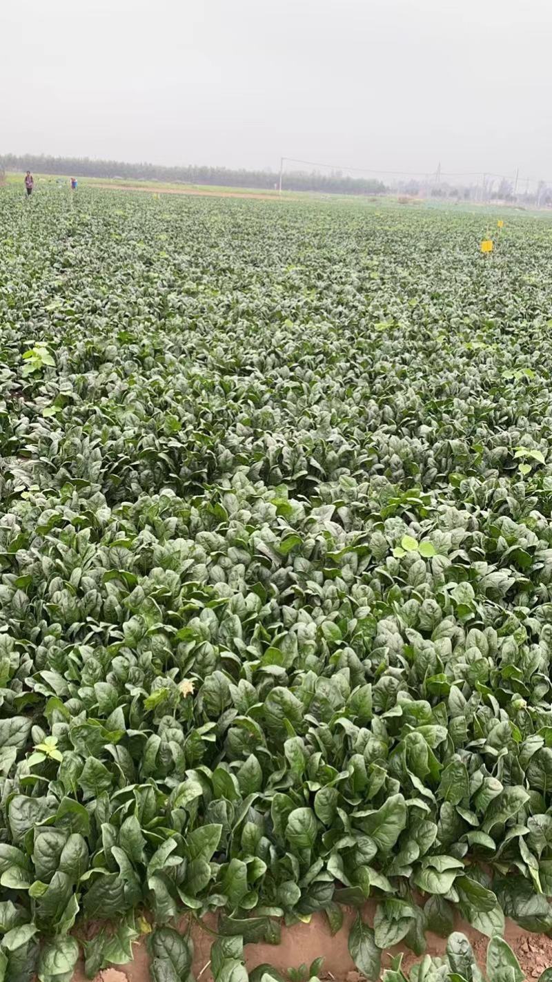 丰县菠菜大量上市，新鲜现摘，产地直发，量大从优