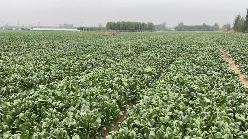 丰县菠菜大量上市，新鲜现摘，产地直发，量大从优