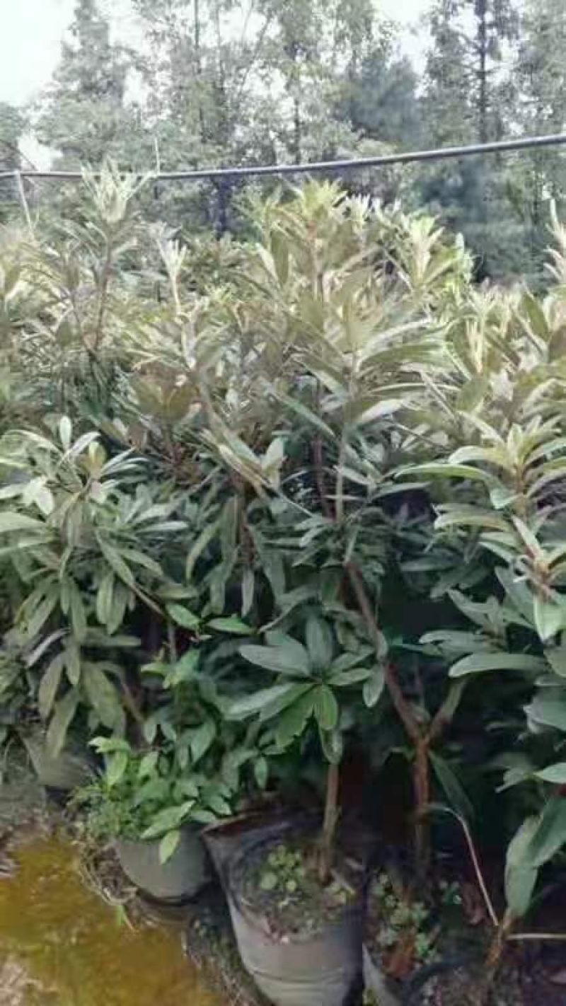 马樱杜鹃，高山杜鹃优质袋苗