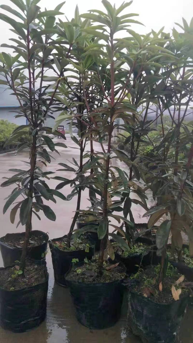 马樱杜鹃，高山杜鹃优质袋苗