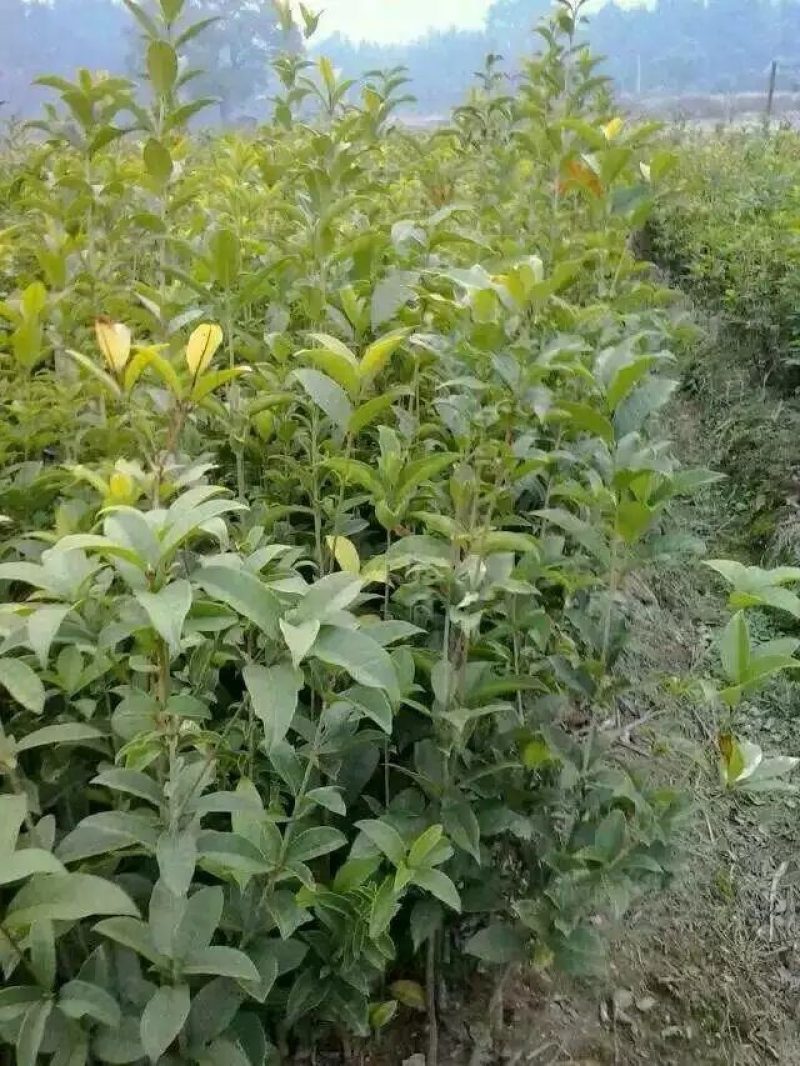 产地批发优质精品桂花苗木（自家苗圃自产自销）