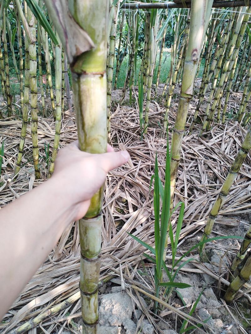黄皮甘蔗
