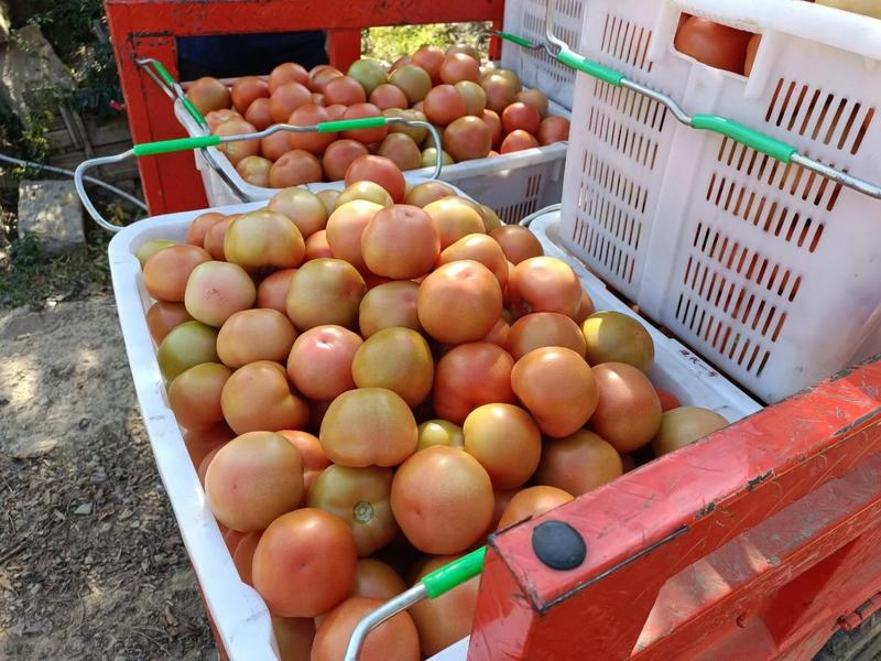 四川精品大红西红柿，弧三以上番茄供商超市场电商产地直发