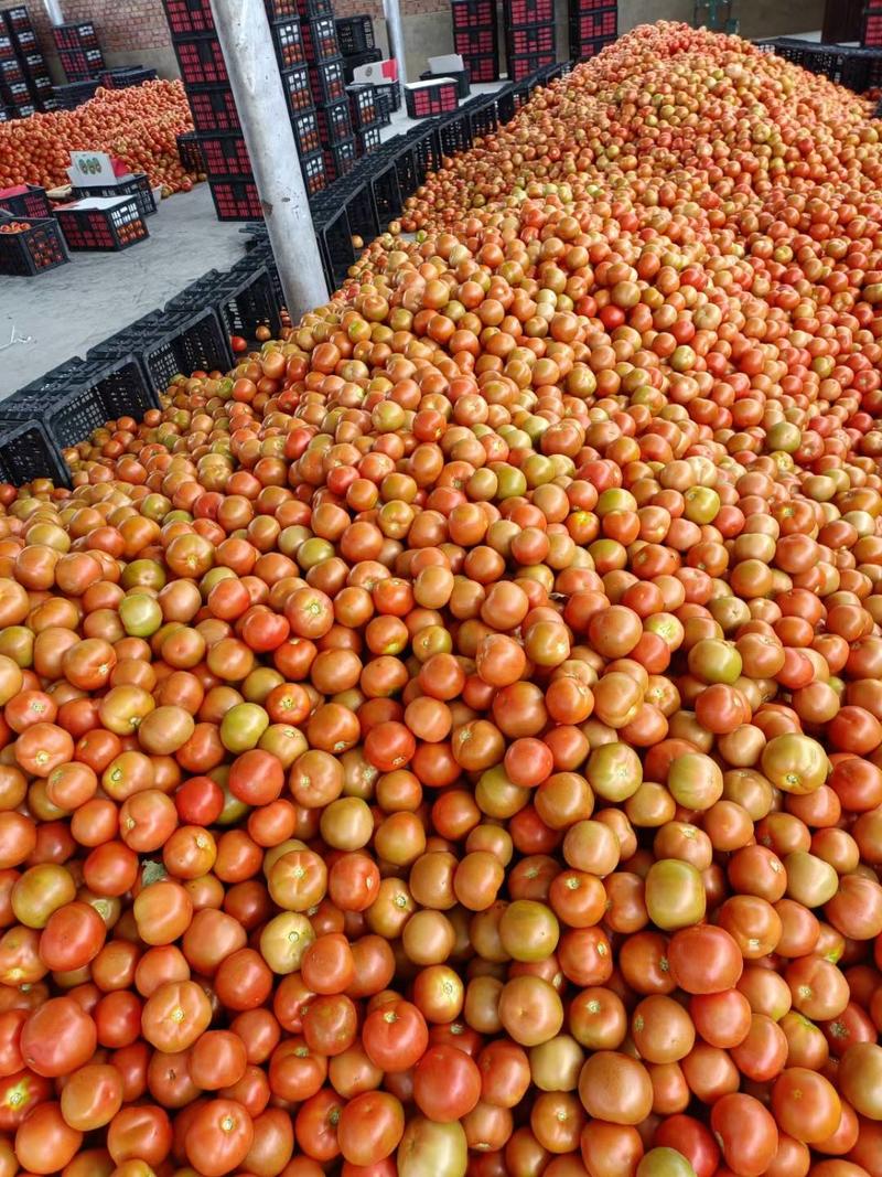 四川精品大红西红柿，弧三以上番茄供商超市场电商产地直发