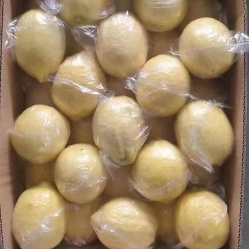 安岳黄青柠檬货源充足质量保证欢迎来电咨询