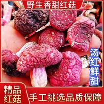 【红菇新货】野生红菇原产地，挑选红菇月子香甜野生红菇