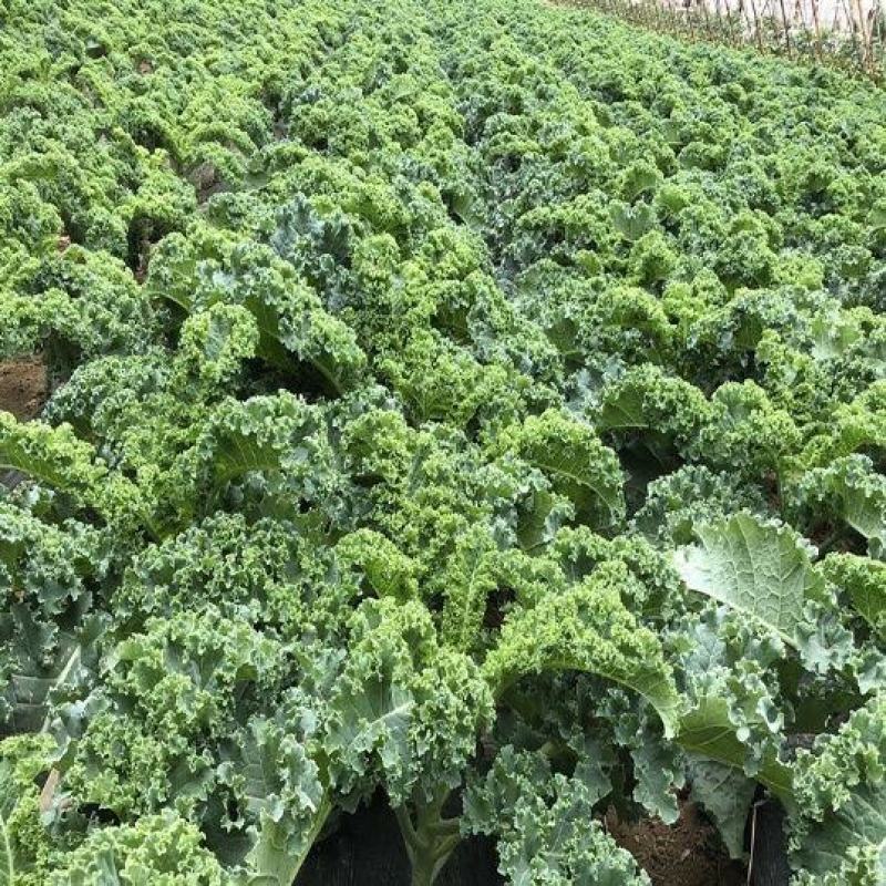 【精品】江苏徐州丰县羽衣甘蓝大量供应，产地直发，一手货源