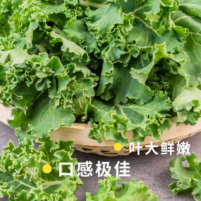 【精品】江苏徐州丰县羽衣甘蓝大量供应，产地直发，一手货源
