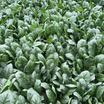 丰县菠菜大量上市，新鲜现摘，产地直发，量大从优