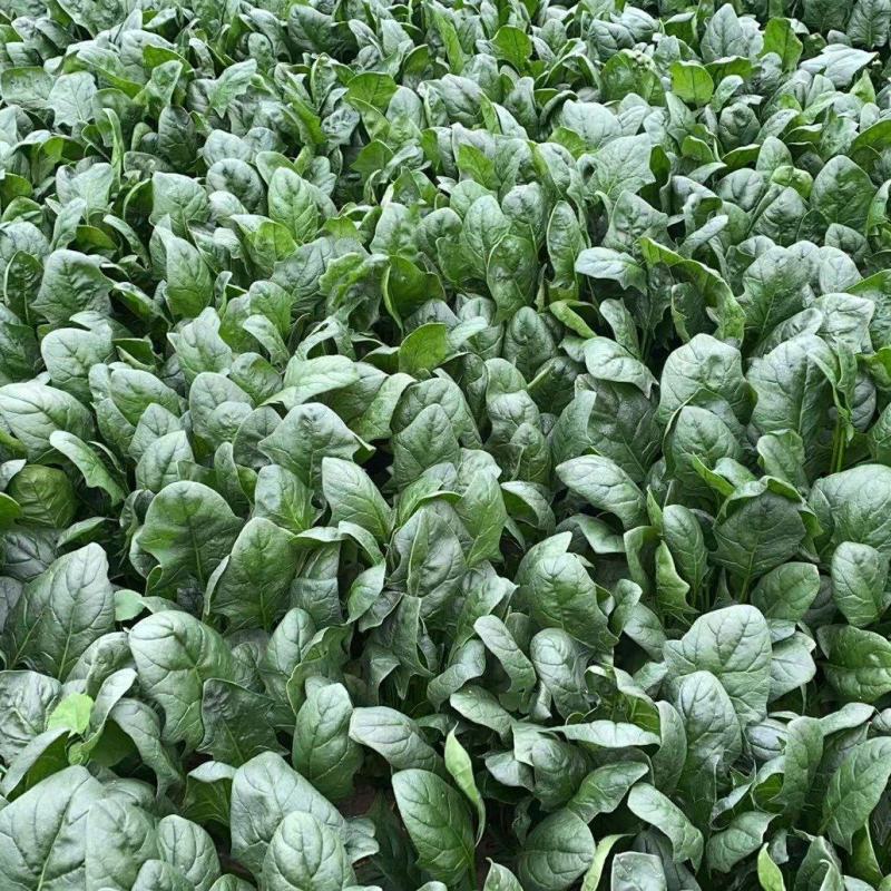 丰县菠菜大量上市，新鲜现摘，产地直发，量大从优