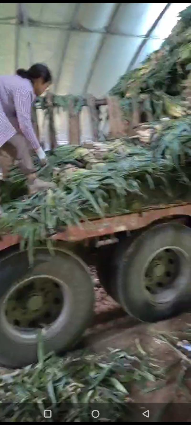 优质铁杆大葱，黑龙江产区大量上市。