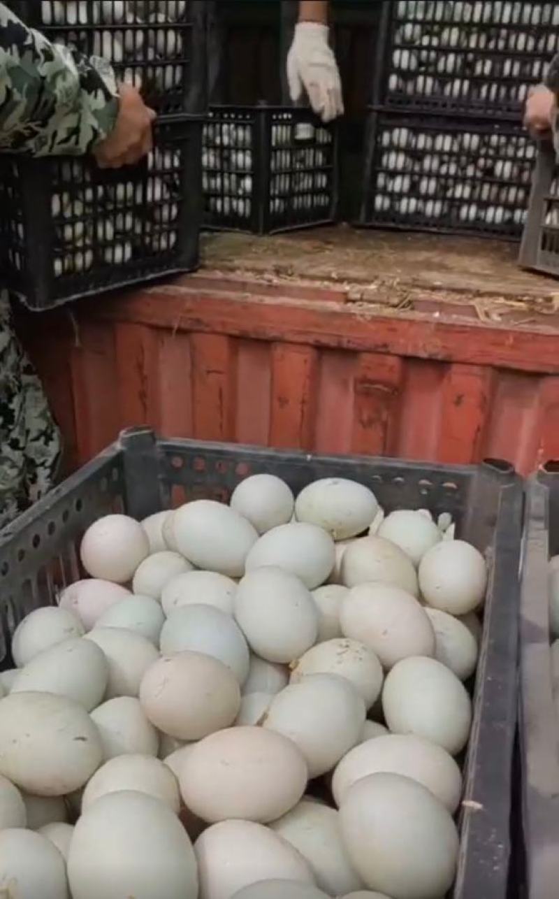 养殖场长年出售绿皮杂皮鲜鸭蛋各种规格破损率低