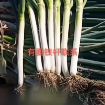 大葱