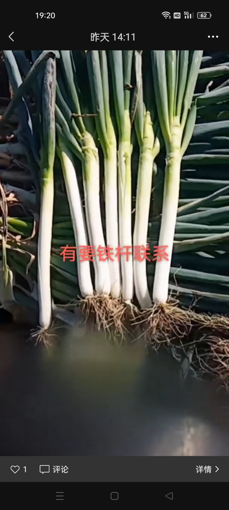 大葱